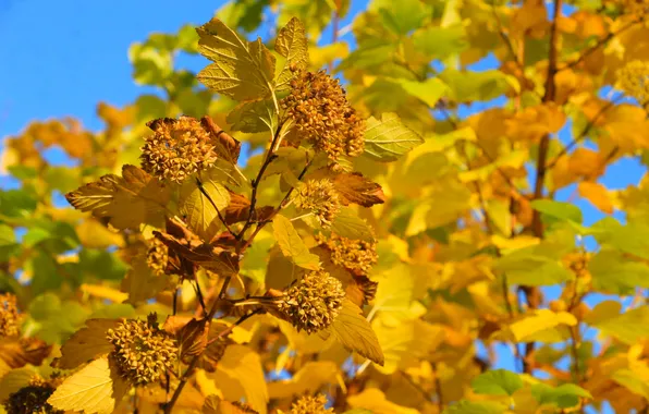 Yellow, autumn, leafs, fall, twig