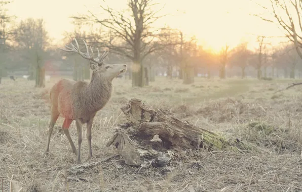 Trees, nature, animal, deer, creature, mammal, wapiti, antlers