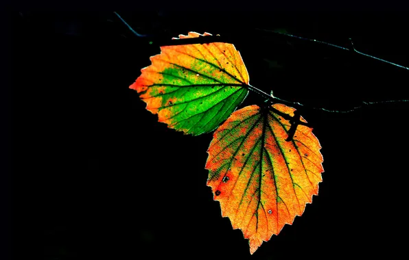 Картинка осень, ночь, лист, ветка