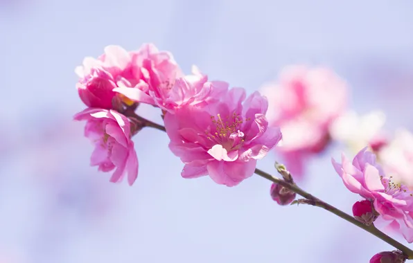 Ветка, весна, цветение, цветки, розовые цветы