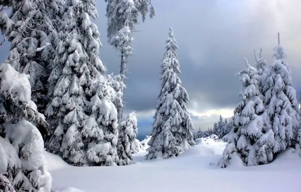 Картинка зима, снег, деревья, Германия, Germany, Национальный парк Гарц, Harz National Park