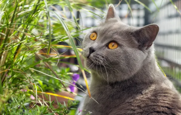 Кошка, трава, кот, взгляд, морда, поза, серый, портрет