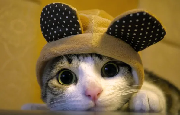 Картинка кошка, кот, шапка, мордочка