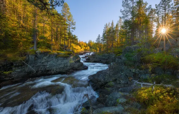 Осень, лес, деревья, ручей, камни, течение, Норвегия, лучи солнца