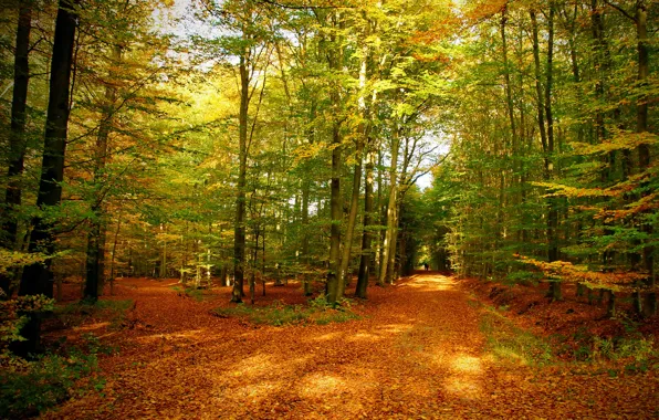 Картинка осень, лес, листья, деревья, природа, фото, тропа
