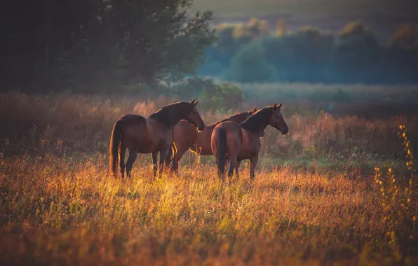 Картинка поле, осень, природа, кони, лошади, пастбище, пара, три