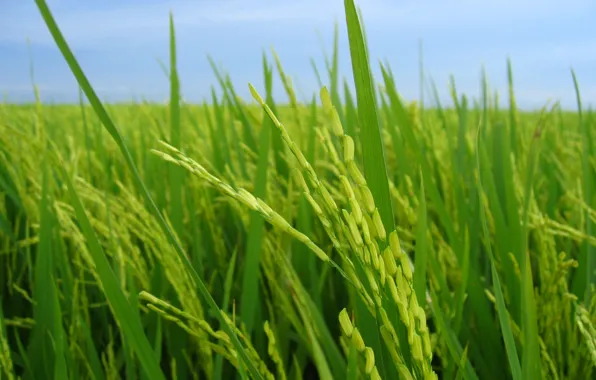 Green, nature, food, landscapes, rice