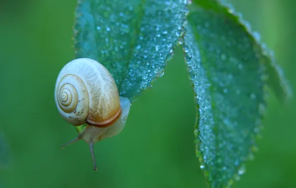 Leaf, shell, snail