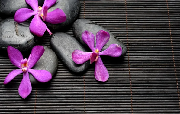 Картинка цветы, камни, black, flowers, спа, stones, purple, bamboo