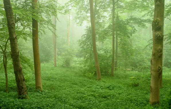 Зелень, трава, туман, фото, ствол