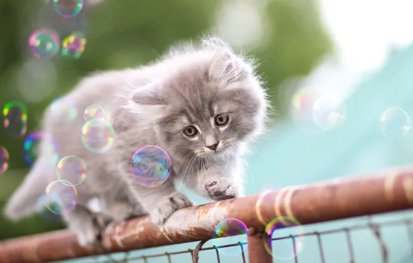 Кошка, котенок, серый, забор, пушистый, труба, ограждение, мыльные пузыри