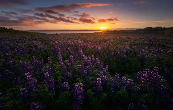 Картинка солнце, цветы, природа, вечер, Исландия, люпины