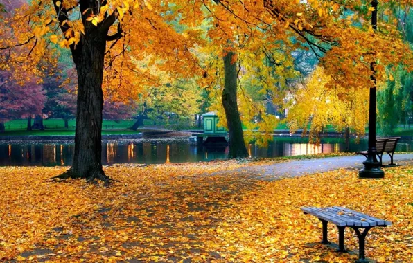Осень, деревья, природа, пруд, парк, листва