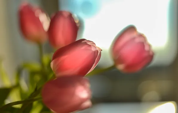 Цветы, фон, тюльпаны