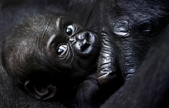 Картинка взгляд, чёрный, горилла, детёныш, gorilla, малышь