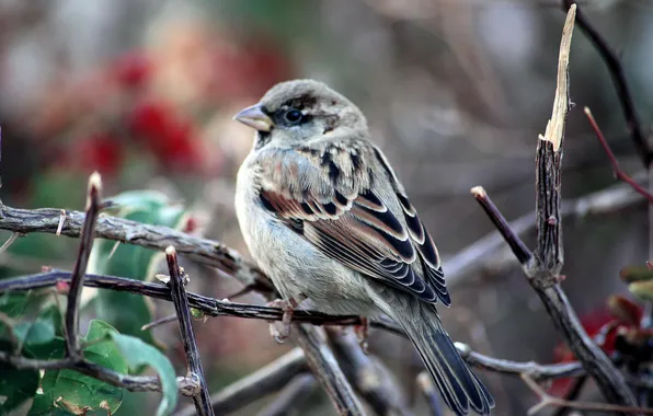 Nature, bird, birds, morning, day, Macro, natural