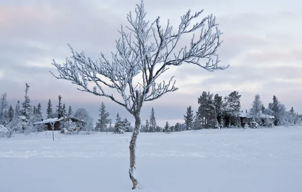 Картинка зима, иней, небо, облака, снег, деревья, мороз, домик