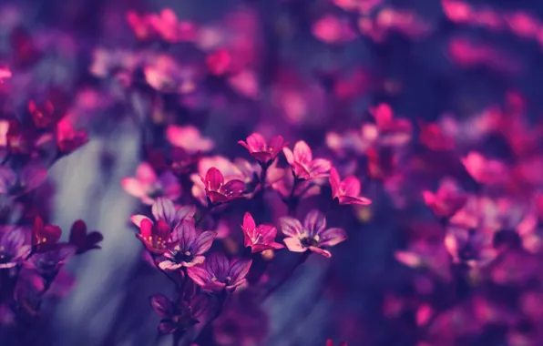 Цветы, розовый, пурпурный, красивые
