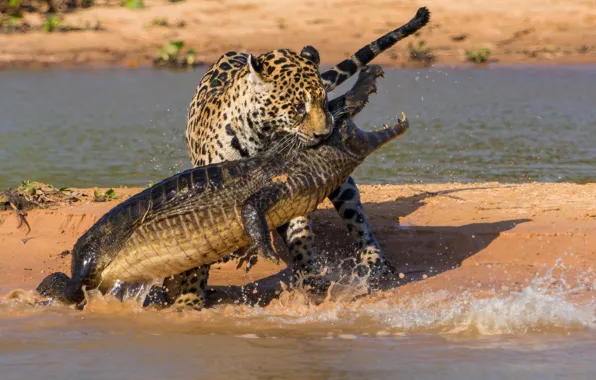 Картинка крокодил, ягуар, охота, битва, южная америка