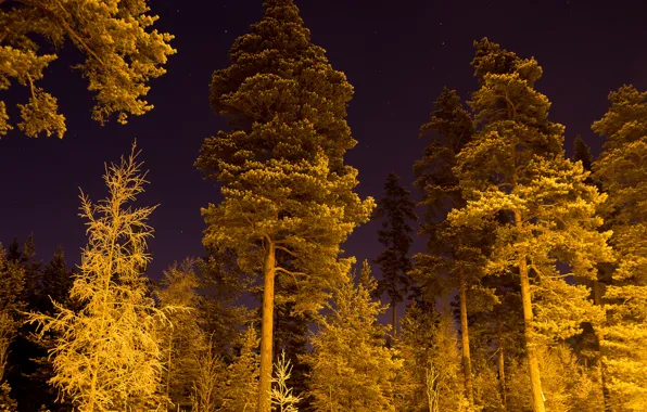Картинка зима, лес, звезды, снег, ночь, освещение