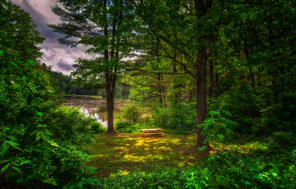 Картинка зелень, лес, лето, деревья, пруд, столик, лавочки