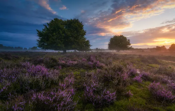Лето, деревья, цветы, природа, вечер, утро, дымка