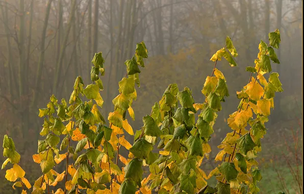 Картинка осень, лес, листья, туман, colors, forest, Autumn, leaves