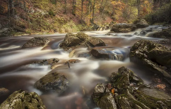 Лес, вода, природа, река, поток