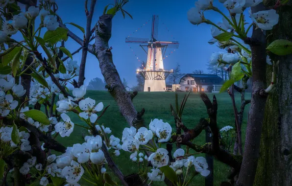 Ветки, дерево, весна, мельница, Нидерланды, цветение, цветки, Netherlands