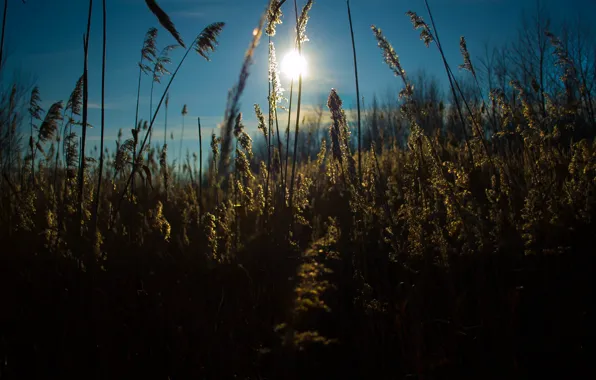 Картинка солнце, природа, камыш