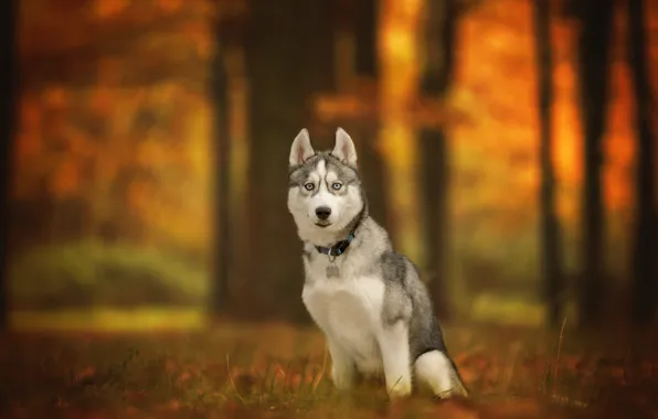 Картинка осень, взгляд, собака, боке, Хаски