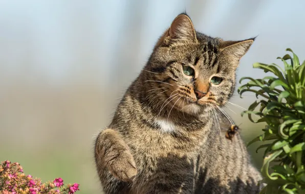 Кошка, лето, кот, взгляд, листья, свет, поза, пчела
