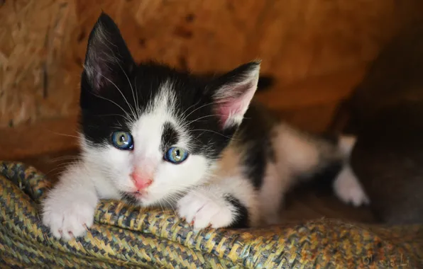 Кот, котенок, киска, пушистик, котэ, пятнистый
