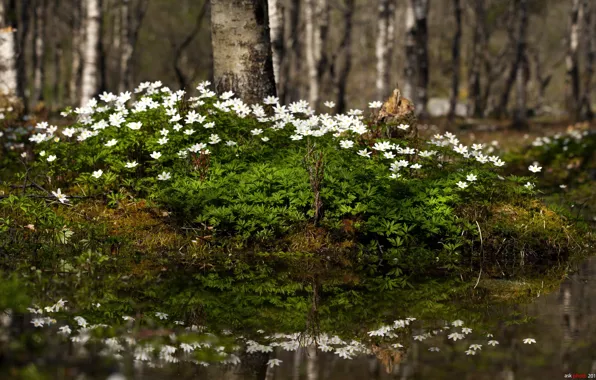 Лес, цветы, природа