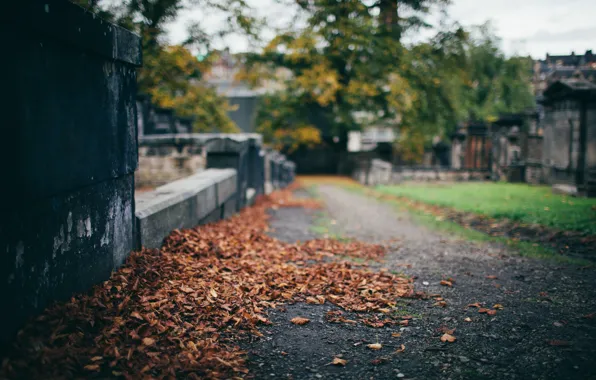 Осень, листья, дерево, улица, забор, ограда