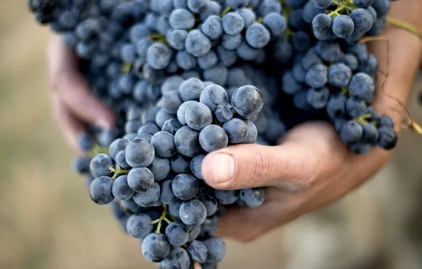 Grapes, hands, out of focus