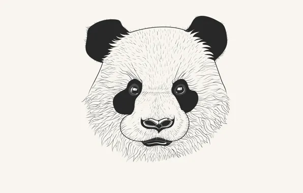 Голова, панда, panda, белый фон. минимализм