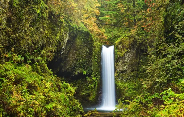 Картинка лес, деревья, скала, водопад, мох, США, кусты, Oregon