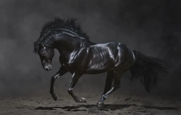 Темный фон, красота, грива, черная лошадь