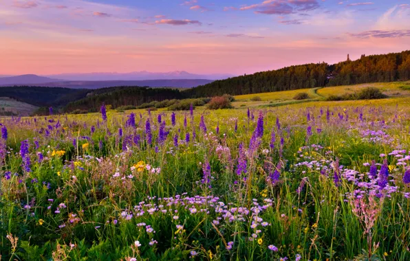 Картинка цветы, луг, Колорадо, Colorado, White River Plateau
