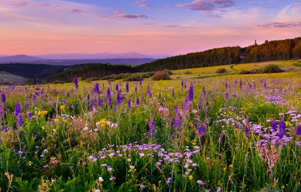 Цветы, луг, Колорадо, Colorado, White River Plateau