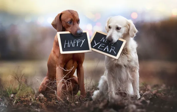 Картинка собаки, таблички, Happy New Year