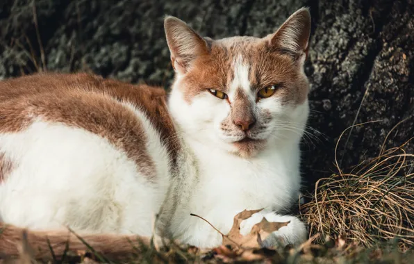 Осень, кошка, трава, кот, взгляд, морда, природа, поза
