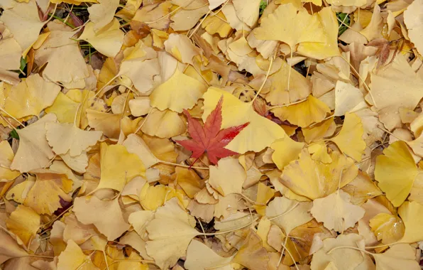 Осень, листья, фон, colorful, background, autumn, leaves, осенние