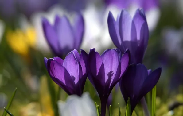 Макро, природа, поляна, крокус, шафран, Crocus