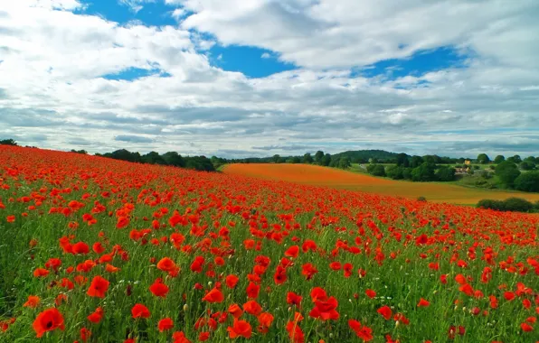 Поле, небо, природа, sky, field, nature, маковое поле, a field of poppies