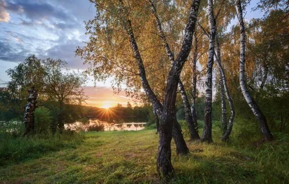 Лето, трава, солнце, лучи, деревья, пейзаж, закат, природа