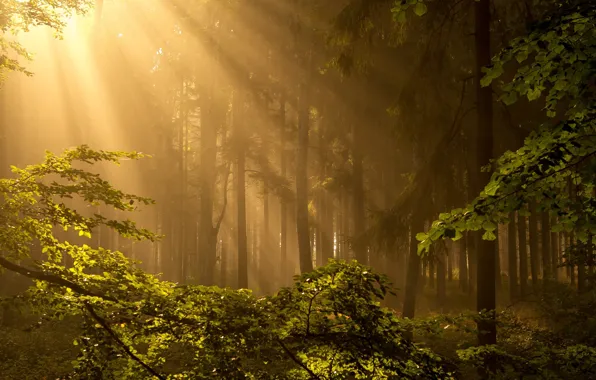 Картинка лес, свет, деревья, природа
