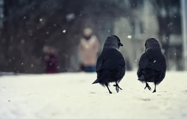 Картинка зима, снег, птицы, две, вороны
