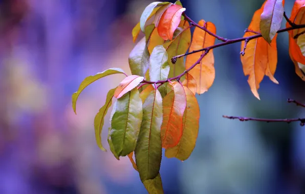 Осень, листья, природа, ветка